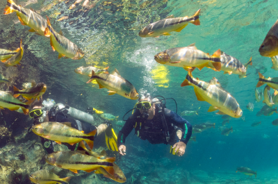 Descubra o Mergulho no Rio da Prata: Aventura Subaquática Imperdível em Bonito, MS